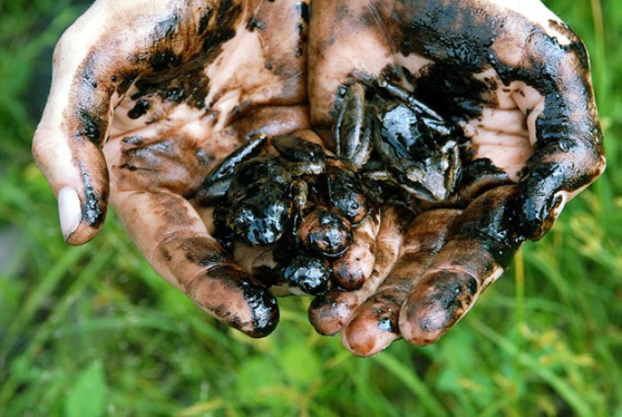 Photographer: Clare Kendall/Eyevine via Redux Two Amazonian frogs completely coated in oil were rescued from an open pit left by Texaco/Chevron near the town of Shushufindi, Sucumbios, Ecuador, in 2008