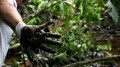 Un informe elaborado por un equipo de científicos norteamericanos determinó que la petrolera Chevron causó contaminación tóxica en Ecuador (Archivo: Difusión)