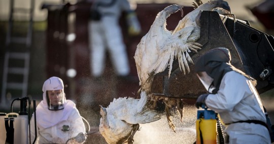 La entidad aconsejó no tocar o recoger animales salvajes muertos o con signos de estar enfermos y, en lugar de ello, reportar su presencia a autoridades locales / Foto: EFE
