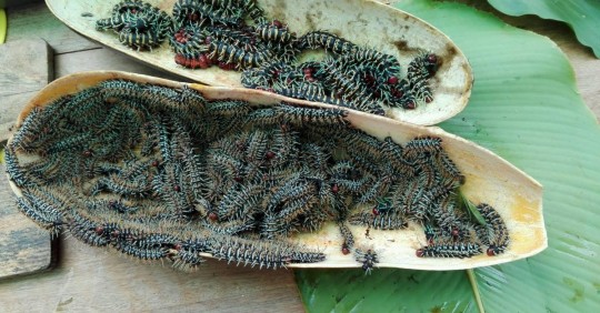 Son extraídos de los árboles de zapote en la selva amazónica / Foto: cortesía