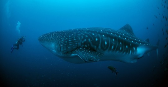 Tiburón ballena regresa a Galápagos tras salir a aguas internacionales / Foto: EFE