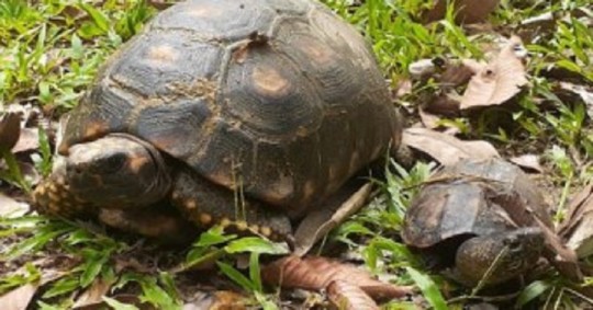 21 animales silvestres volvieron a su hábitat natural en Orellana: Foto cortesía Ministerio de Ambiente 