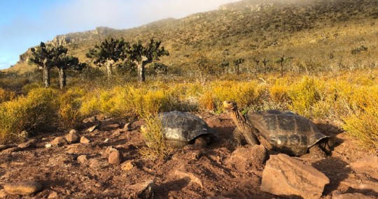 Población de tortugas gigantes en la isla Pinzón muestra notable recuperación / Foto: cortesía Ministerio de Ambiente