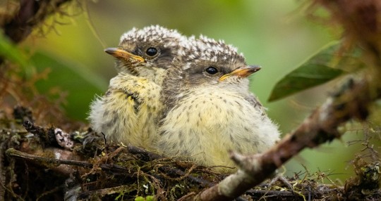 El Parque Nacional Galápagos informó de que este año nacieron siete nuevos pichones de pájaro brujo en un área del bosque de Scalesia pedunculata, en la isla Santa Cruz / foto: EFE
