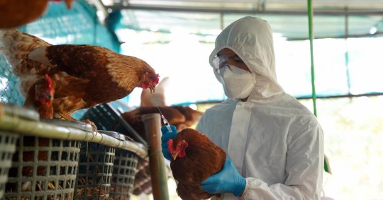 Entre los protocolos y acciones determinadas por Agrocalidad consta un plan de "cuarentena y contención en la granja detectada" / Foto: cortesía