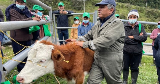 Cerca de mil bovinos serán intervenidos en esta iniciativa de la que forma parte el Gobierno Parroquial de Papallacta /  Foto: cortesía MAG