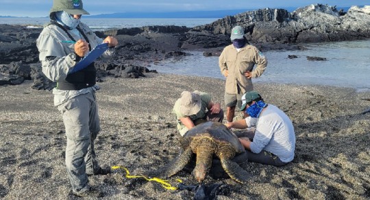 En Galápagos se realiza monitoreo de especies emblemáticas / Foto: cortesía Ministerio de Ambiente