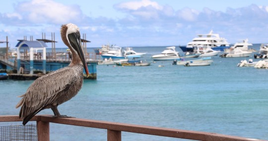 Ecuador oficializará nueva reserva marina de Galápagos / Foto: EFE 