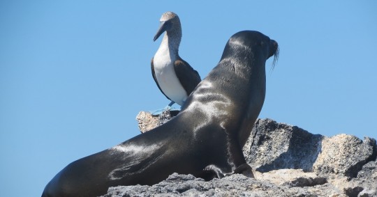 Parque Nacional Galápagos, de Ecuador, inicia su camino para alcanzar la certificación de la Lista Verde de la Unión Internacional para la Conservación de la Naturaleza / Foto: Pixabay