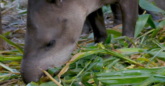 El tapir, la guatusa, la guanta y el armadillo son las especies más amenazadas debido a la destrucción de su hábitat / Foto: cortesía
