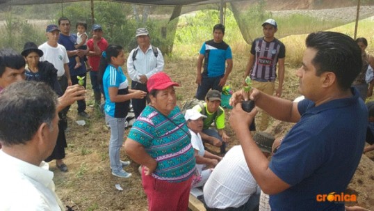 Más de cinco millones plantas de café se entregarán en Zamora. Foto: Crónica 
