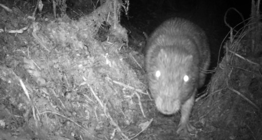 Cámaras trampa identifican varios mamíferos en el Parque Sangay / Foto cortesía Ministerio de Ambiente