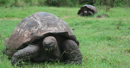 Estas tortugas están clasificadas como "en peligro crítico" por la Unión Internacional para la Conservación de la Naturaleza (UICN) / Foto: EFE