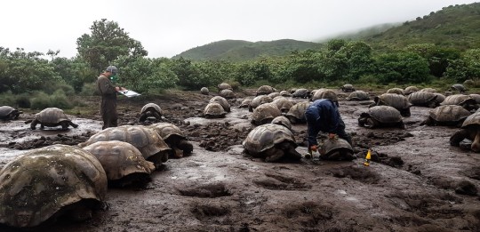 4.723 tortugas gigantes fueron marcadas en isla Isabela / Foto EFE 