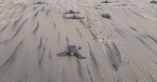 Nacen en Ecuador las primeras tortugas marinas laúd en cuatro décadas / foto EFE