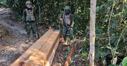 La tala ilegal de madera avanza en la Amazonía / Foto: Fuerzas Armadas