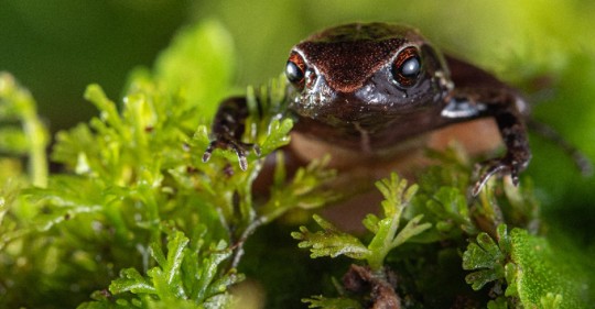 Nueva especie de rana diminuta fue descubierta en Mindo / Foto: cortesía Ministerio de Ambiente