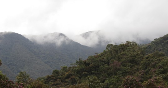 Los bosques andinos son clave para la mitigación del cambio climático / Foto: El Oriente