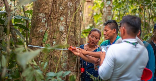 La herramienta fue desarrollada por el Programa Integral Amazónico de Conservación de Bosques y Producción Sostenible (PROAmazonía)/ Foto: cortesía FAO