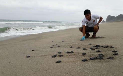 Más de 9.000 tortugas marinas golfina nacieron en Las Palmas –  foto EFE