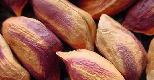 Este producto lo han cultivado agricultores de las nacionalidades shuar y achuar desde sus ancestros/ Foto: Cortesía 