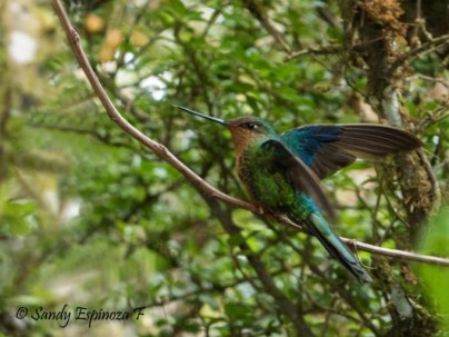 APORTE. Aves de diferentes colores y tamaños forman parte del territorio ecuatoriano. Foto: La Hora