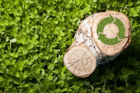 La dendroenergía es toda la energía obtenida de biocombustibles sólidos, líquidos y gaseosos primarios y secundarios derivados de los bosques, árboles y otra vegetación. Foto: TW Energy