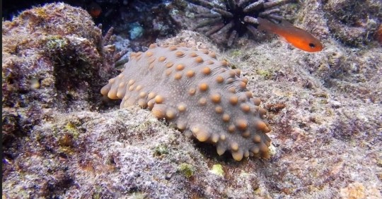 Ecuador abre la pesca controlada de pepinos de mar en una reserva de Galápagos/ Foto: EFE