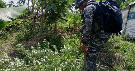 De una hectárea de coca se podrían obtener aproximadamente 7,3 kilos de cocaína, después de un proceso de maceración y extracción del alcaloide que contienen las hojas / Foto: cortesía Policía Nacional 