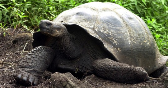 Un grupo de científicos del Parque Nacional Galápagos y de la Universidad San Francisco de Quito efectuaron en los últimos 16 días este censo / Foto: EFE