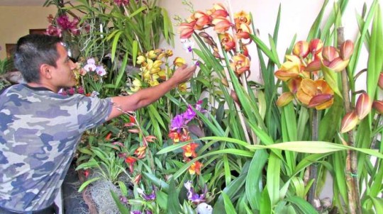 Festival. En este evento se expusieron alrededor de 50 variedades de orquíderas. Foto: La Hora