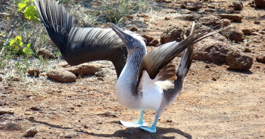 Galápagos tiene aproximadamente 78 especies de aves endémicas y nativas, muchas de las cuales migran hasta las costas continentales para alimentarse / Foto: EFE