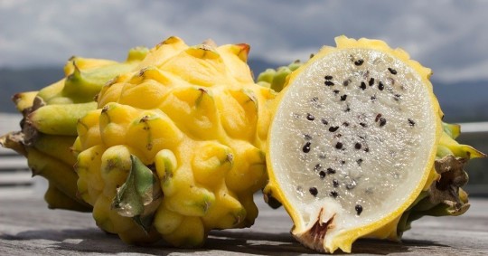Entre los beneficios de la pitahaya está su fibra, que actúa como un alimento probiótico beneficiosos para el organismo humano / Foto: Cortesía 