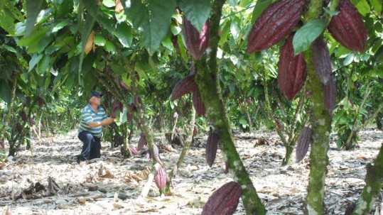 La ejecución de este plan se dará en colaboración con el Ministerio de Agricultura y la Embajada de los EE.UU. Foto: Expreso