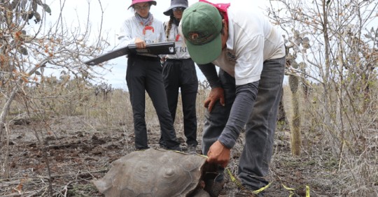 742 tortugas introducidas en isla Santa Fe se desarrollan favorablemente / Foto: cortesía ministerio de Ambiente