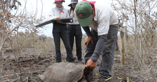 742 tortugas introducidas en isla Santa Fe se desarrollan favorablemente / Foto: cortesía ministerio de Ambiente