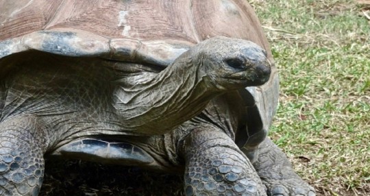 La Fiscalía los acusó por transportar 84 tortugas terrestres gigantes y 5 iguanas doradas provenientes de Galápagos, especies protegidas / Foto: cortesía Fiscalía
