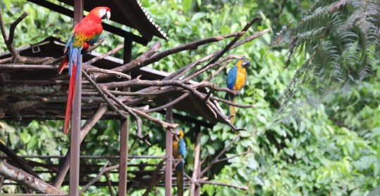 El Parque Ecológico Nueva Loja es un santuario de fauna y flora / Foto: cortesía MAATE