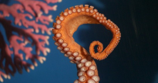 El estudio estuvo a cargo del Instituto de Ciencia y Tecnología de Okinawa (Japón) y la Universidad de Washington, que publica Nature/ Foto: cortesía EFE