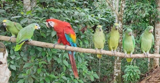 10 aves fueron rescatadas en Joya de los Sacha / Foto: cortesía ministerio de Ambiente
