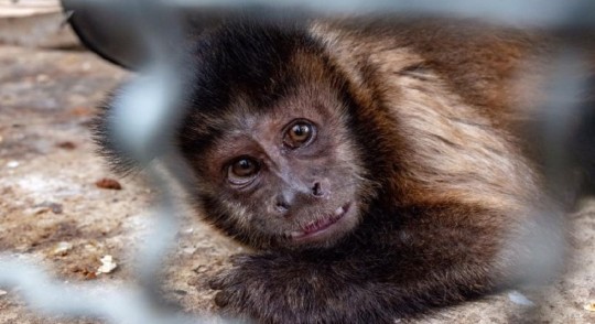 3 años de prisión por tener en su domicilio a un animal en peligro de extinción / Foto: cortesía Fiscalía