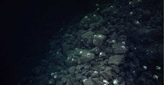 Se lo hizo a bordo del buque de investigación Falkor (too)/ MAATE