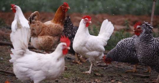 Dos millones de aves serán vacunadas contra la influenza aviar / Foto: EFE