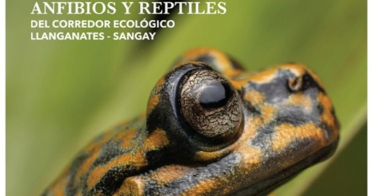 Es una de las zonas más diversas en población de reptiles y anfibios en el mundo./ Foto: cortesía WWF Ecuador