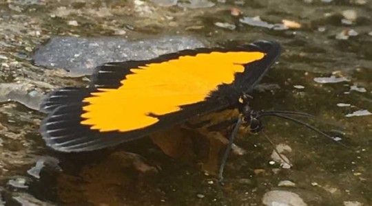 Cerca de 1 100 variedades de lepidópteros habitan en este lugar de la comunidad de Cando, en la parroquia de Tálag, del cantón Tena. Foto: El Comercio