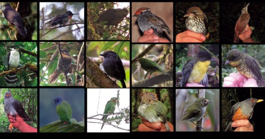 Ecuador registra 501 especies de aves en la cordillera del Kutukú / Foto: cortesía Ministerio Ambiente