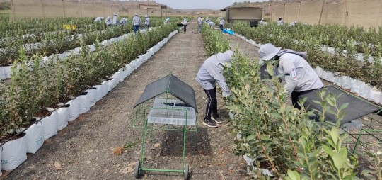 El 25 de septiembre, la empresa Hortifrut exportó un cargamento de 5 toneladas hacia Holanda por vía marítima / Foto: cortesía ministerio de Agricultura