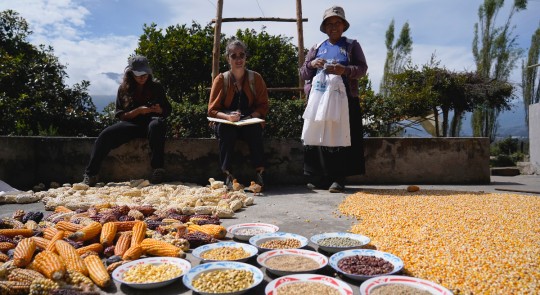 Fueron reconocidos como "Sistemas Importantes del Patrimonio Agrícola Mundial" por su importancia mundial y su apoyo a la seguridad alimentaria / Foto: cortesía FAO Ecuador 