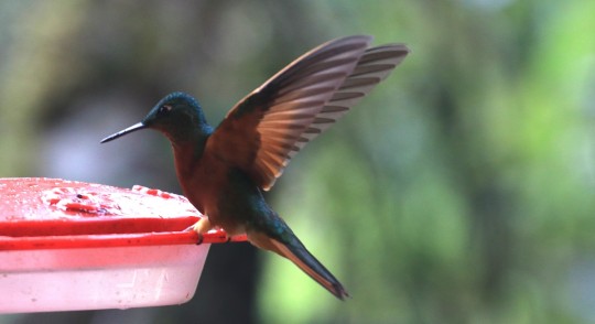 Tapichalaca, un corredor natural de aves migratorias / Foto: El Oriente
