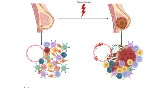 Un fármaco estándar utilizado en la quimioterapia lesiona las células circundantes no cancerosas, lo que puede "despertar" a las que están latentes / Foto: cortesía EFE